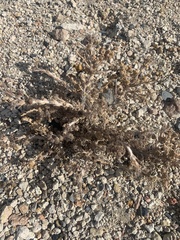 Artemisia spinescens