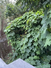 Camonea vitifolia