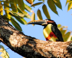 Pteroglossus castanotis