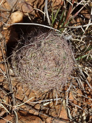 Echinomastus intertextus