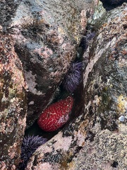 Cribrinopsis albopunctata