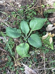 Borago officinalis