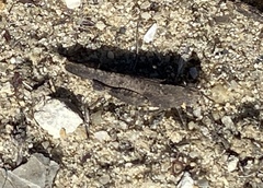 Lactista gibbosus