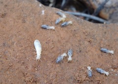 Gnathamitermes