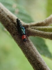Carphurus cyanopterus