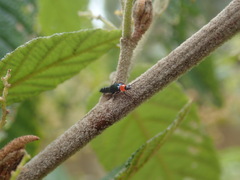 Carphurus cyanopterus