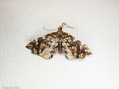Musotima nitidalis