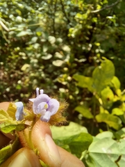 Calopogonium mucunoides