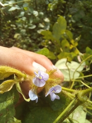 Calopogonium mucunoides