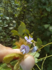 Calopogonium mucunoides