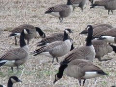 Branta hutchinsii hutchinsii