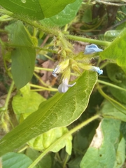 Calopogonium mucunoides