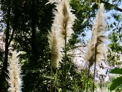 Cortaderia jubata