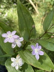 Tripladenia cunninghamii