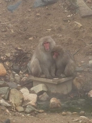 Macaca fuscata fuscata