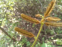 Calopogonium mucunoides