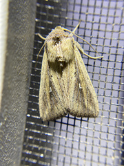 Leucania oaxacana