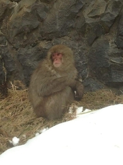 Macaca fuscata fuscata