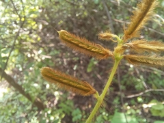 Calopogonium mucunoides