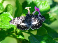 Chiomara georgina