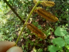 Calopogonium mucunoides