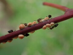 Eriococcus coriaceus