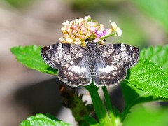 Chiomara georgina