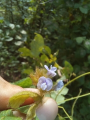 Calopogonium mucunoides