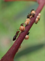 Eriococcus coriaceus