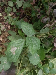Calopogonium mucunoides