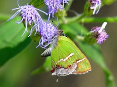 Chlorostrymon simaethis