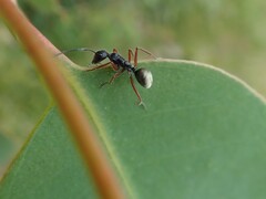 Camponotus suffusus bendigensis