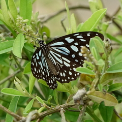 Tirumala limniace limniace