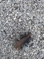 Monomorium ergatogyna