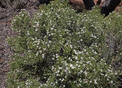 Olearia muelleri