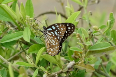 Tirumala limniace limniace
