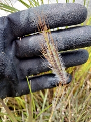 Dichanthium sericeum