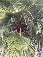 Washingtonia