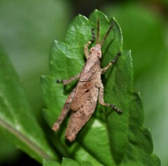 Desmoptera truncatipennis
