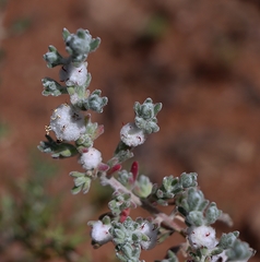 Dissocarpus paradoxus