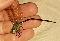 Triacanthagyna trifida