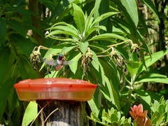 Chaetocercus mulsant