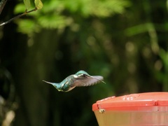 Chaetocercus mulsant