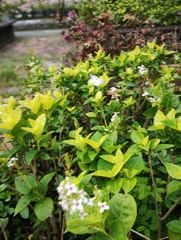 Pseuderanthemum carruthersii