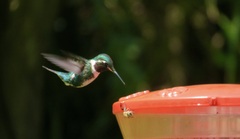 Chaetocercus mulsant