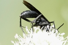 Paracyphononyx funereus