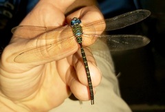 Triacanthagyna trifida