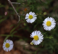 Brachyscome ciliaris