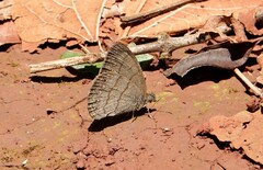 Hermeuptychia hermes