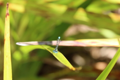 Austroagrion watsoni